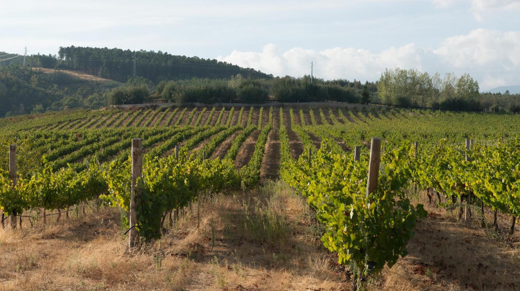 Вилла Tranca Da Barriga - Casa Do Vinho By Quinta De Sao Tiago Ковильян Экстерьер фото